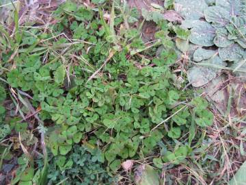 Fotografia da espécie Medicago arabica