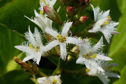 Fotografia da espécie Menyanthes trifoliata