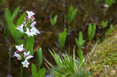 Fotografia da espécie Menyanthes trifoliata