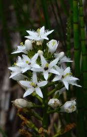 Fotografia da espécie Menyanthes trifoliata