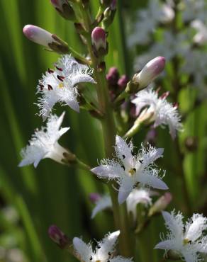 Fotografia 12 da espécie Menyanthes trifoliata no Jardim Botânico UTAD