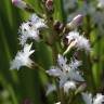 Fotografia 12 da espécie Menyanthes trifoliata do Jardim Botânico UTAD