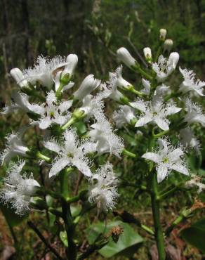 Fotografia 13 da espécie Menyanthes trifoliata no Jardim Botânico UTAD