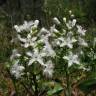 Fotografia 13 da espécie Menyanthes trifoliata do Jardim Botânico UTAD