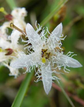 Fotografia 14 da espécie Menyanthes trifoliata no Jardim Botânico UTAD