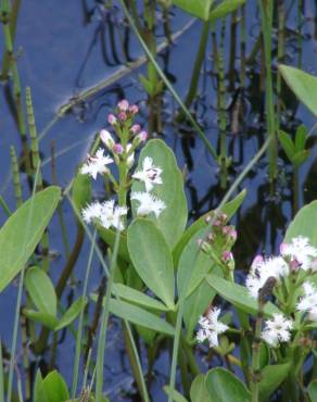 Fotografia 16 da espécie Menyanthes trifoliata no Jardim Botânico UTAD