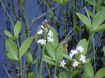 Fotografia da espécie Menyanthes trifoliata