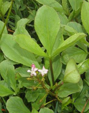 Fotografia 17 da espécie Menyanthes trifoliata no Jardim Botânico UTAD