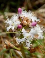 Menyanthes trifoliata