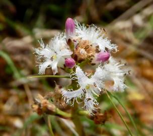 Fotografia da espécie Menyanthes trifoliata