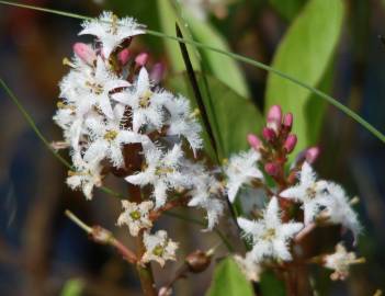 Fotografia da espécie Menyanthes trifoliata