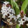 Fotografia 18 da espécie Menyanthes trifoliata do Jardim Botânico UTAD