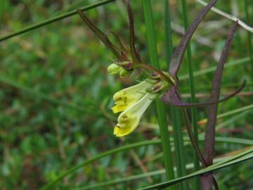 Fotografia da espécie Melampyrum pratense