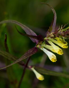 Fotografia 11 da espécie Melampyrum pratense no Jardim Botânico UTAD