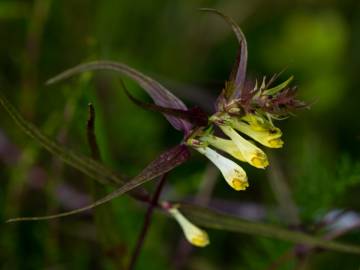 Fotografia da espécie Melampyrum pratense