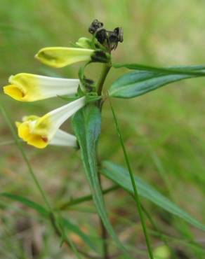 Fotografia 12 da espécie Melampyrum pratense no Jardim Botânico UTAD