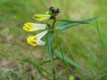 Fotografia da espécie Melampyrum pratense