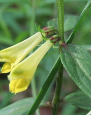 Fotografia 13 da espécie Melampyrum pratense no Jardim Botânico UTAD