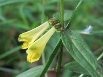 Fotografia da espécie Melampyrum pratense