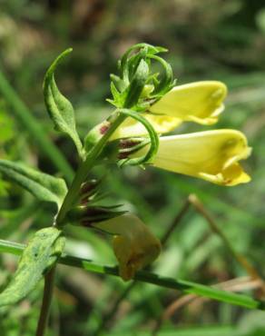 Fotografia 14 da espécie Melampyrum pratense no Jardim Botânico UTAD