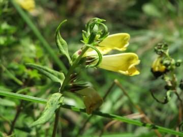 Fotografia da espécie Melampyrum pratense