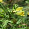 Fotografia 14 da espécie Melampyrum pratense do Jardim Botânico UTAD