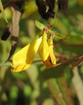 Fotografia 15 da espécie Melampyrum pratense no Jardim Botânico UTAD