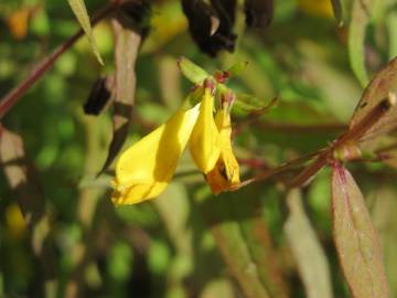 Fotografia da espécie Melampyrum pratense