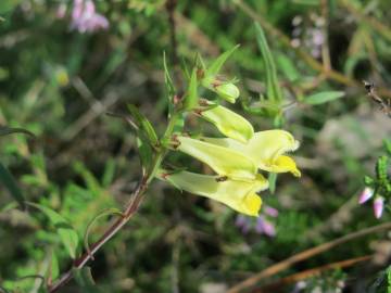 Fotografia da espécie Melampyrum pratense