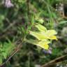 Fotografia 16 da espécie Melampyrum pratense do Jardim Botânico UTAD
