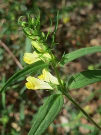 Fotografia da espécie Melampyrum pratense