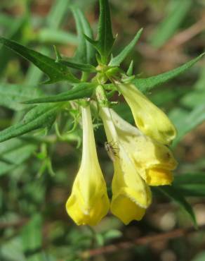 Fotografia 18 da espécie Melampyrum pratense no Jardim Botânico UTAD