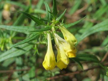 Fotografia da espécie Melampyrum pratense