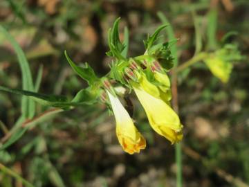 Fotografia da espécie Melampyrum pratense