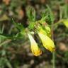 Fotografia 19 da espécie Melampyrum pratense do Jardim Botânico UTAD