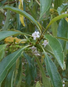 Fotografia 8 da espécie Myoporum laetum no Jardim Botânico UTAD