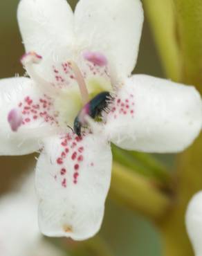 Fotografia 9 da espécie Myoporum laetum no Jardim Botânico UTAD