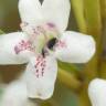 Fotografia 9 da espécie Myoporum laetum do Jardim Botânico UTAD