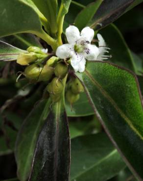 Fotografia 10 da espécie Myoporum laetum no Jardim Botânico UTAD