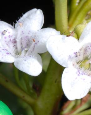 Fotografia 11 da espécie Myoporum laetum no Jardim Botânico UTAD