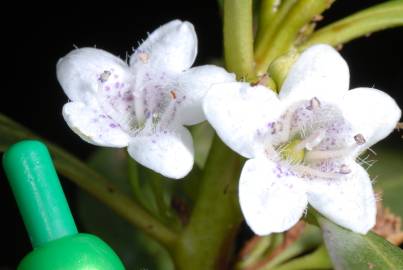 Fotografia da espécie Myoporum laetum