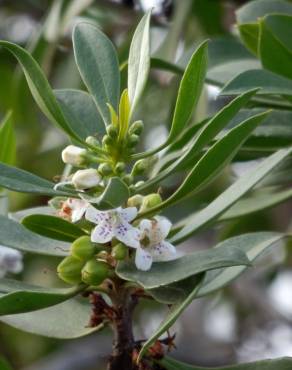 Fotografia 12 da espécie Myoporum laetum no Jardim Botânico UTAD