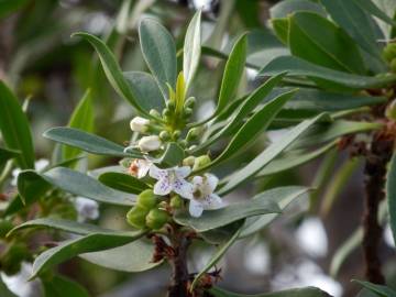 Fotografia da espécie Myoporum laetum