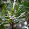 Fotografia 12 da espécie Myoporum laetum do Jardim Botânico UTAD