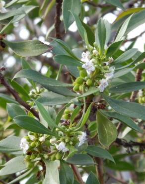 Fotografia 13 da espécie Myoporum laetum no Jardim Botânico UTAD