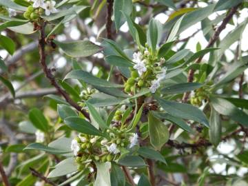 Fotografia da espécie Myoporum laetum