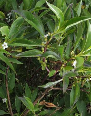 Fotografia 14 da espécie Myoporum laetum no Jardim Botânico UTAD