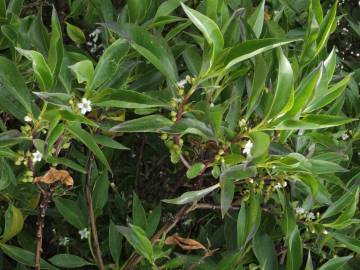 Fotografia da espécie Myoporum laetum