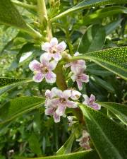 Fotografia da espécie Myoporum laetum