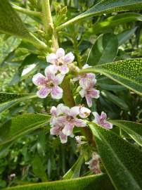 Fotografia da espécie Myoporum laetum